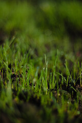 morning garden, the grass for the garden is covered with dew in the morning
morning, grass in dew
