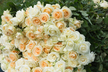 A pile of yellow roses, harvesting roses on a farm field, was taken from above.