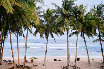 Tropical landscape. Sand beach with coconut palm trees.