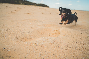 Happy dachshund dog on beach