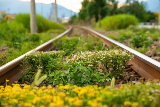 線路上に花が咲いている rail