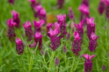 Obraz premium フレンチラベンダー