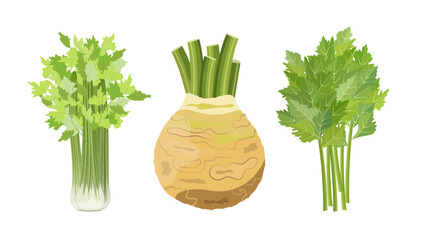 Celery: root, leaves and stems, vector illustration on white background