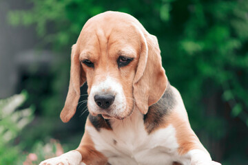 sad cute beagle dog in the garden in summer in nature