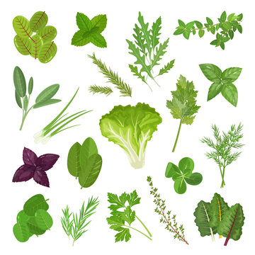Spicy culinary herbs and lettuce set with basil, mint, oregano, spinach, chard and other plants, vector illustration on white background