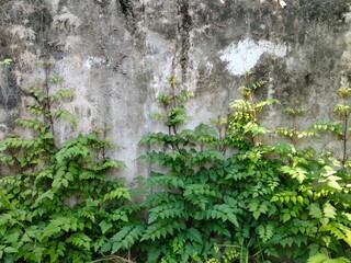 wall surface is used to make the background.