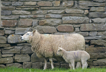 Obraz premium Sheep and lamb by wall in Upper Swaledale