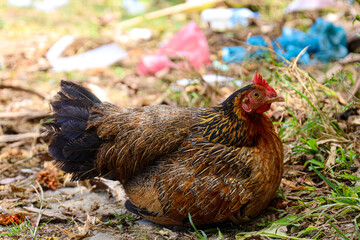 Hen that is quite large is brown