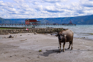 Buffalo that was released on the beach