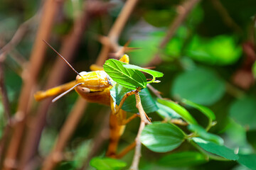 Yellow grasshopper in the backyard tree