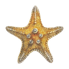 Watercolor  starfish  isolated white background, hand drawing, summer sea clipart