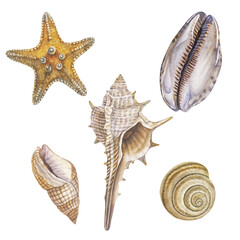 Watercolor set of seashells and starfish on an isolated white background, hand drawing, summer sea clipart