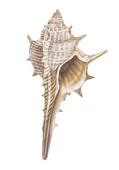Watercolor  seashell  isolated white background, hand drawing, summer sea clipart