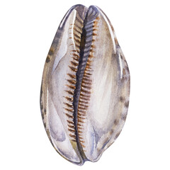 Watercolor set of seashells and starfish on an isolated white background, hand drawing, summer sea clipart