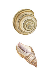 Watercolor set of seashells and starfish on an isolated white background, hand drawing, summer sea clipart