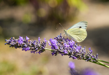 Large cabbage butterfly on a lavender flower. Insect close-up. Pieris brassicae.

