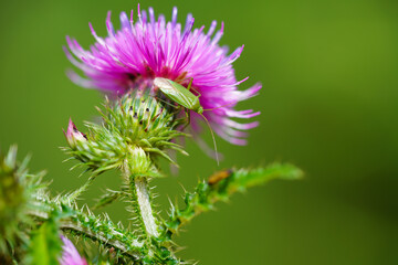 Green bug on a thistle blossom. Close up of insect in natural environment.

