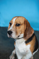 This is a beagle dog. it's missing you and waiting for you to come back