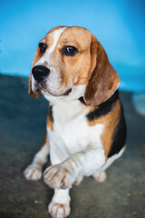 doggy, carnivore, colours, companion, dog, friends, look, lovely, mammal, obedient, pedigree, pet, purebred, smart, adorable, loyalty, breed, care, cattle, portrait, animal, cute, background, friend, 