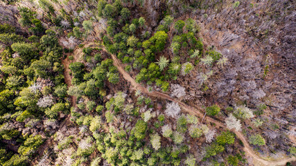 Forest Path by drone