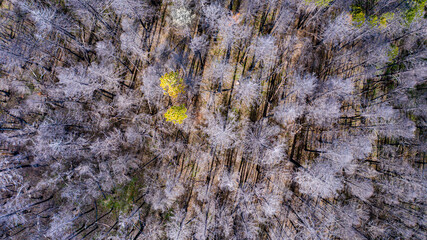 Trees by drone straight down forest