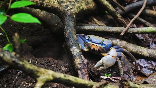 Costa Rica Crab, Blue Land Crab (cardisoma guanhumi) Rainforest Wildlife and Animals in Tortuguero National Park, Walking and Moving Towards its Hole in the Ground, Central America