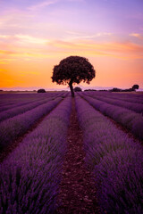 A tree at sunset in a lavender field, natural landscape, Brihuega. Guadalajara, Spain.