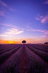 Plakat Sunset in a lavender field with blooming flowers, natural landscape, Brihuega. Guadalajara, Spain.