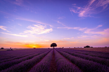Naklejka na ściany i meble Sunset in a lavender field in summer, natural landscape, Brihuega. Guadalajara, Spain.