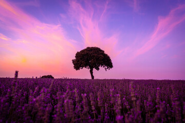 Silhouette of a tree at sunset in a lavender field, with a purple sky, Brihuega. Guadalajara © unai