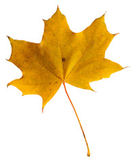 Autumn maple branch with leaves isolated on  background
