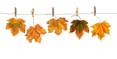 Maple branch hanging on clothesline isolated