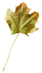 Autumn maple branch with leaves isolated on  background