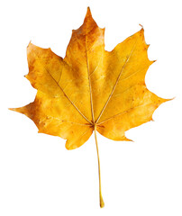 Autumn maple branch with leaves isolated on  background