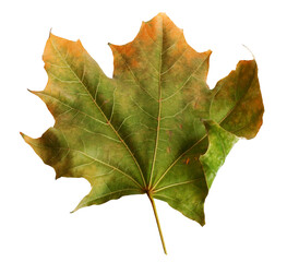 Autumn maple branch with leaves isolated on background