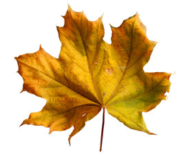 Autumn maple branch with leaves isolated on  background