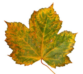 Autumn maple branch with leaves isolated on background