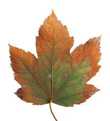 Autumn maple branch with leaves isolated on background