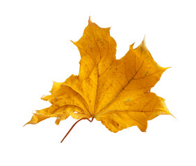 Autumn maple branch with leaves isolated on  background