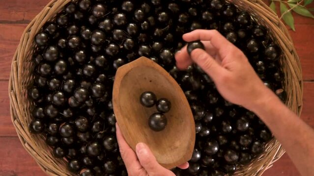 Harvest of the sweet-tasting edible jabuticaba, fruit of the jabuticabeira (Plinia cauliflora) or Brazilian grapetree.