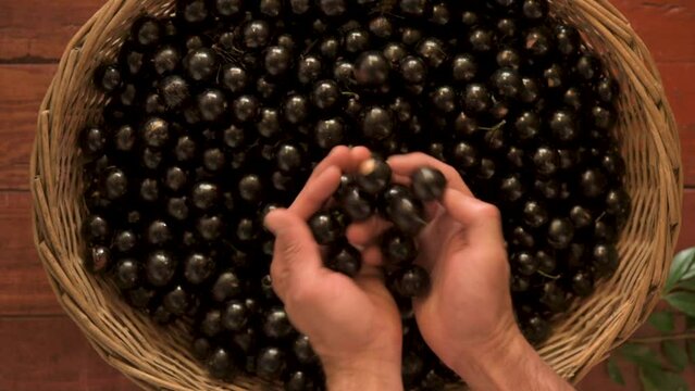 Harvest of the sweet-tasting edible jabuticaba, fruit of the jabuticabeira (Plinia cauliflora) or Brazilian grapetree.
