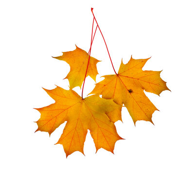 Autumn maple branch with leaves isolated on background