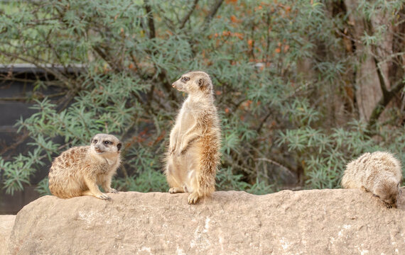 The meerkat, also called suricates or outdated Scharrtier, is a species of mammal from the mongoose family