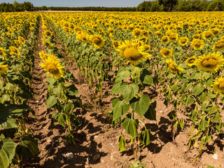 Fototapeta na wymiar Field of blooming sunflowers, Provence France.