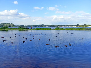 An unparalleled view of the blue Ukrainian lake covered with numerous flocks of wild ducks on the background of green shores on the sunny blue sky on the horizon.