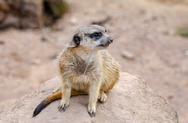 The meerkat, also called suricates or outdated Scharrtier, is a species of mammal from the mongoose family