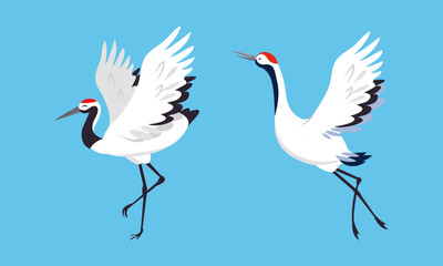 Beautiful dancing Japanese cranes set. Stork, egret, heron birds vector illustration