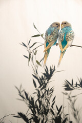 Bamboo silhouette and little parrots sitting on a branch