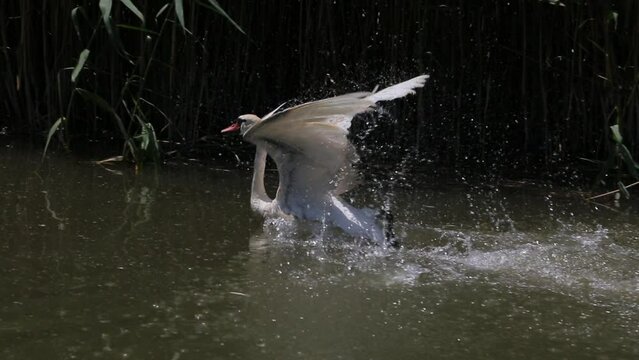 White wild bird swans on water together as a concept of fidelity and love. White swan with fluffy wings swims up to another swan and then they swim together on a wild lake pond. Bird life in the wild.