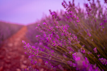 Blooming purple flowers in a lavender field at sunset